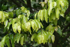 Hopea parviflora